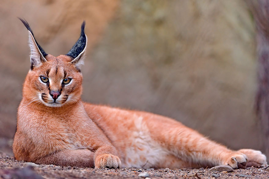 tumblunni:  awesome-picz:    Rare Wild Cat Species You Probably Didn’t Know Exist.