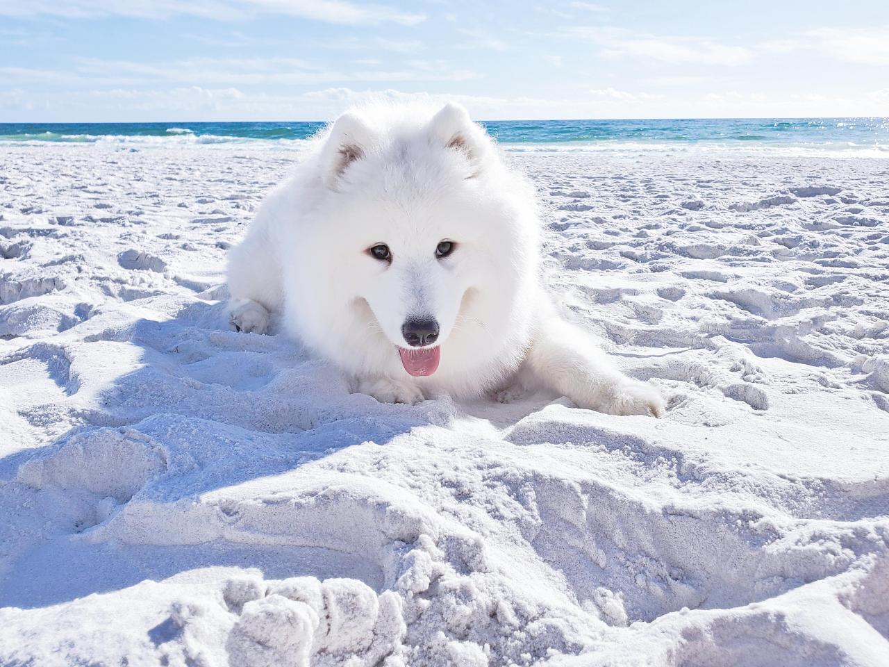 inline reddit: samoyeds