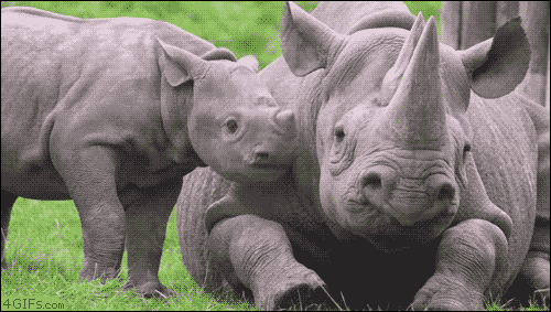 kirkmaynardart:  obeekris:  4gifs: Rhino calf pesters his mom. [video] “Mom. Mom.