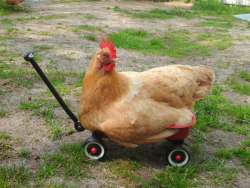 fat-birds:  cluckyeschickens: Fat hen just about fits in the wagon. [x] 