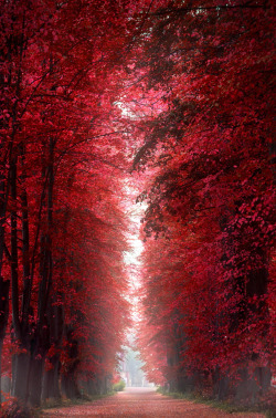 drxgonfly:  Burning Red Forest (by Henrik Wulff Petersen) 