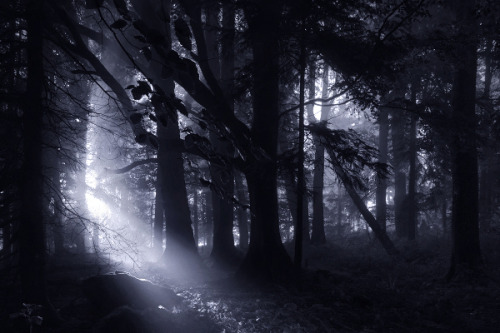 The Dark Forest I © Kilian Schönberger Facebook Kilian Schoenberger Photography Website Kilian 