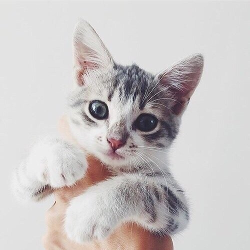 Kittens ฅ^•ﻌ•^ฅ