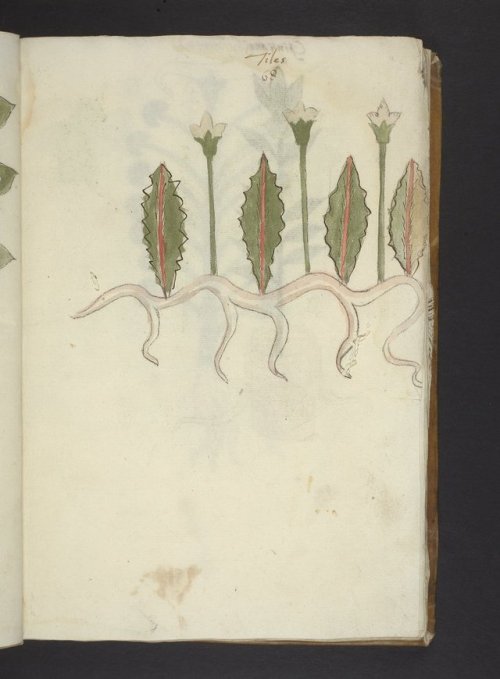 Herbals, the focus of this week’s posts, are a very particular type of manuscript in which plant spe