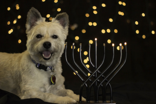 westie-impostor: On the third night of Hanukkah my owner gave to me, the knowledge that I am “