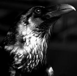 diablorum666:  black raven! 