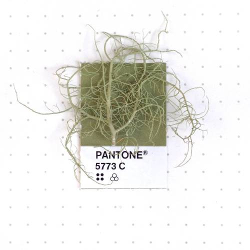 tinypmsmatch:Pantone 5773 color match. Witches’ Hair Lichen. Pretty obvious reason for the name. The