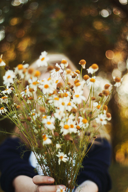 Florescer