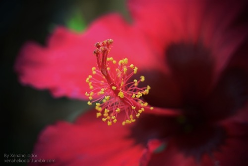 ~ Crimson Protrusion ~Summer 2018 (August)Nikon D5300 w/ Nikon AF-P NIKKOR 18-55mm lenseKenko Extens