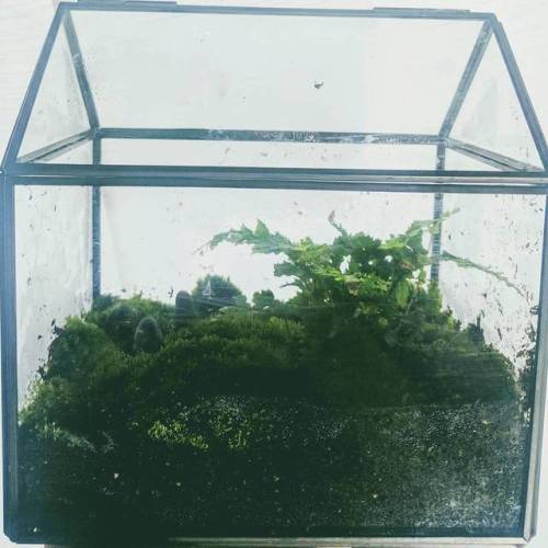 I made a tiny living scene inside a glass box with moss, rocks, and a small fern :)