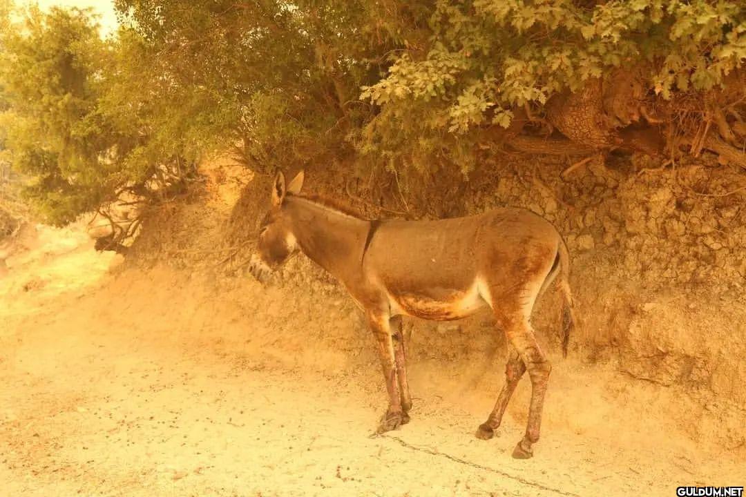 Son 1 ayda çıkan 2. Orman...