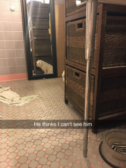 tastefullyoffensive:  “He was hiding from his bath.” - albritt9078