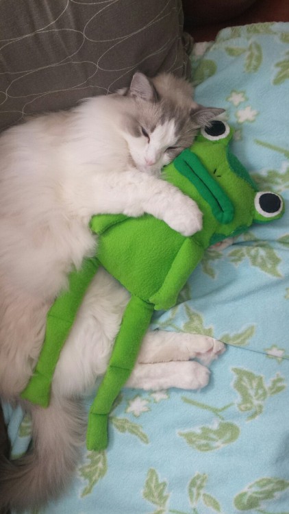 queerkierenwalker:  Lexus and his best friend, the frog. 