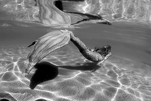 maryenloam:  Mermaids | via Tumblr en We Heart It. http://weheartit.com/entry/67715538/via/WetheWalrus