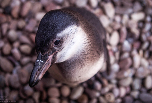 ppppenguin:  A birds eye view. by Roni Lewis / 500px  Not blue penguin. He or she is a juvenile of H