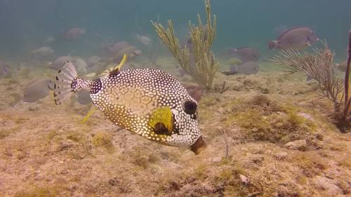 Spotted Trunkfish, by Bubba
