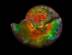 amnhnyc:  Today, we’re celebrating cephalopodweek with one of our favorites–the amazing ammonite. The extinct mollusks known as ammonites inhabited the planet for more than 300 million years—almost twice as long as dinosaurs—before disappearing