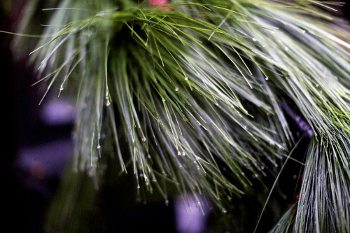 Boughs of pine in the rain, Ralph Lauren. 