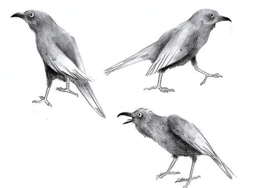 Some researches of a crow for a project !