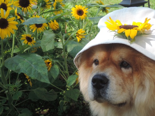 waffleperks: chow29dora: 庭のミニ向日葵。夏真っ盛り！ Mini sunflowers blooming in my garden.It’s the 