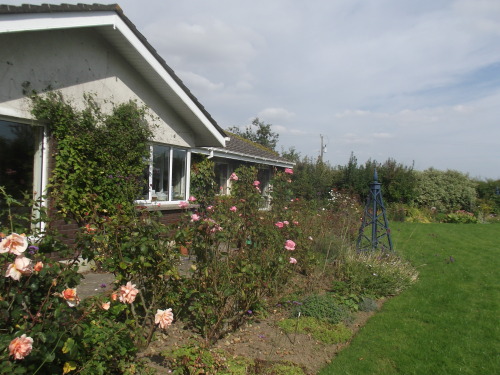 pine-weevil:  my grandparents house 08/09/2014