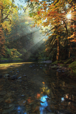 mstrkrftz:  Brice Creek, Oregon by Pamela