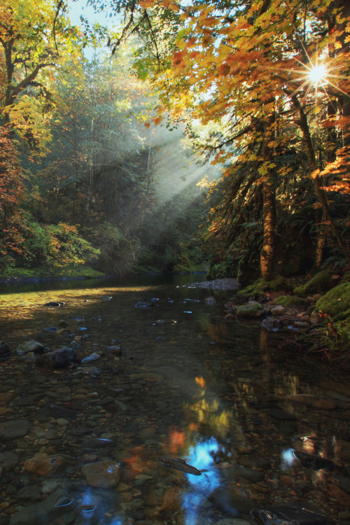 Sex mstrkrftz:  Brice Creek, Oregon by Pamela pictures