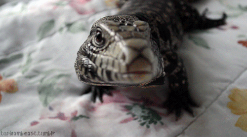 kaijutegu:  tupinambeast:  Tegu kissies for your blog!  SMOOCHES FOREVER