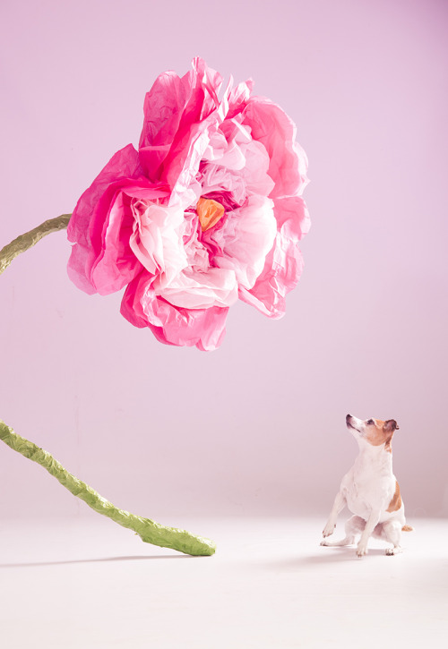 Rad, the dog, prop styling on the set of our A Romance to Remember stylebook shoot. ;)