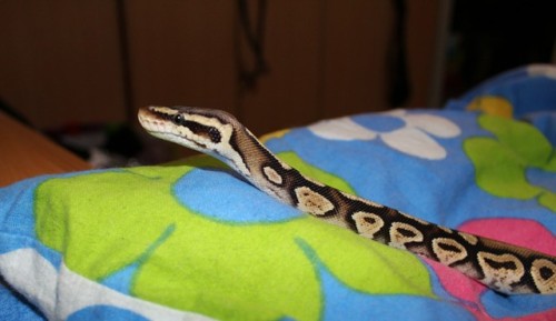 After shower part 2Investigation time! (and mom’s chasing me with the camera but I’m to fast for her