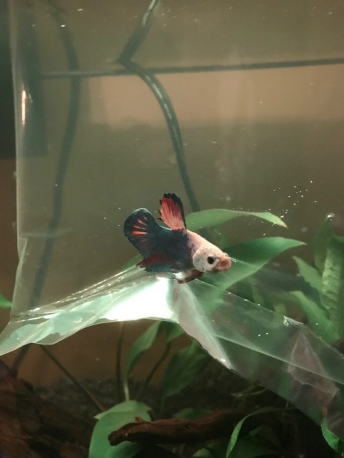 glumshoe: just-artist-thoughts: glumshoe: Meet my new friend: F. Daneel Olivaw. what does the f stan