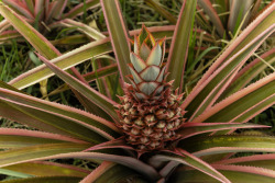 Pink Pineapple