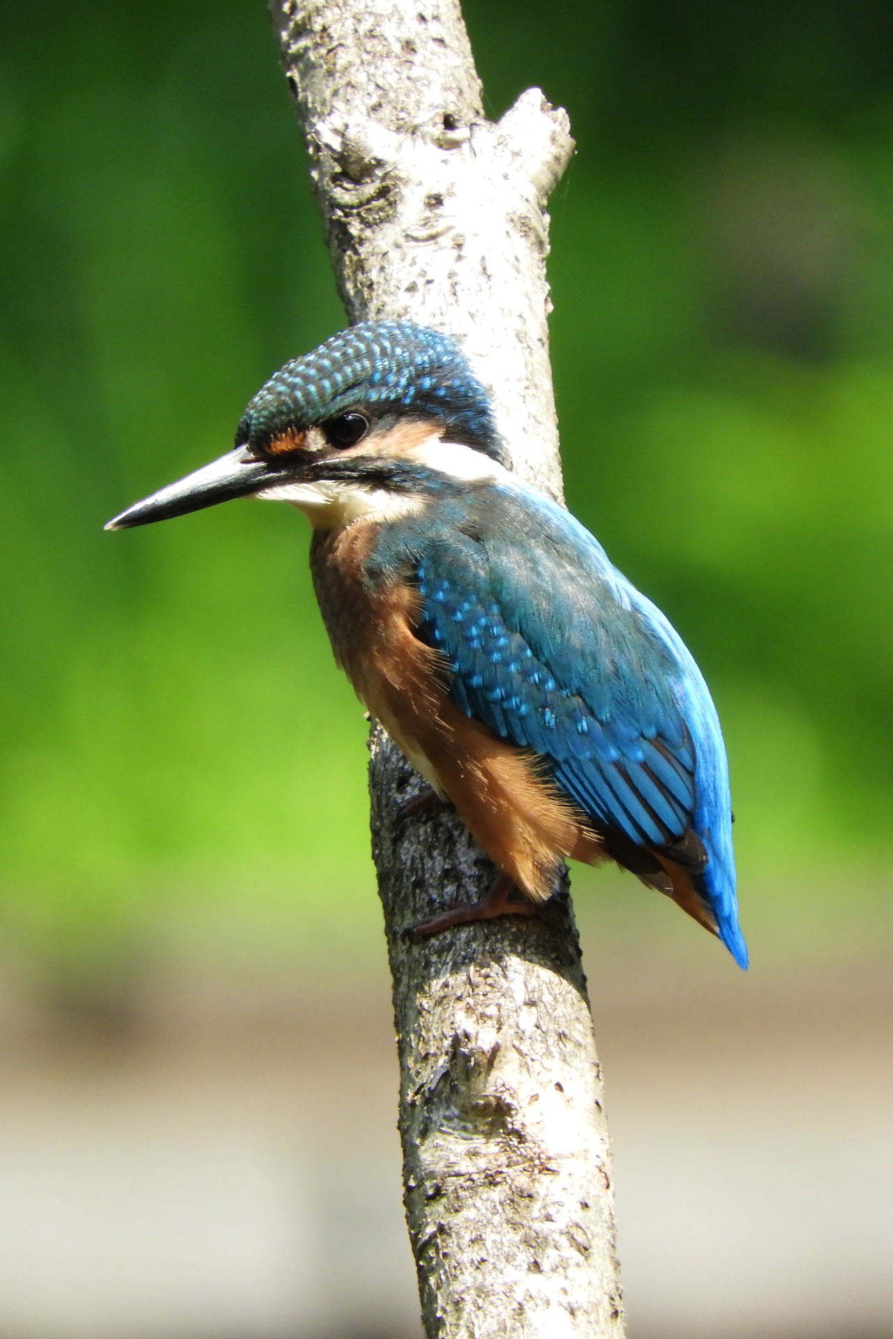 Kingfisher Tumblr Posts Tumbral Com Kingfisher Tumblr Posts Tumbral Com