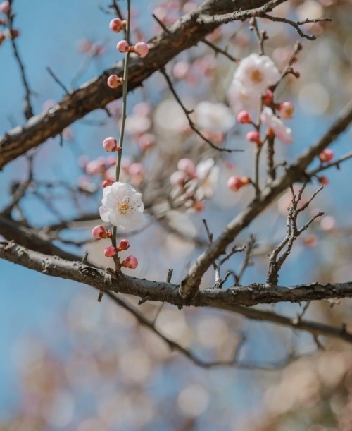 fuckyeahchinesegarden:red plum blossom in chinese garden