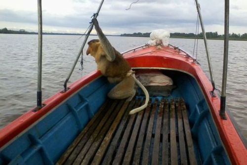 swordoftheberserkgutsrage: proboscismonkey: Drowning Proboscis Monkey Rescued by Citizens seconds af