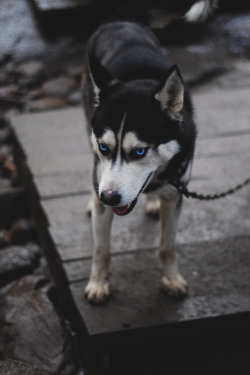 visualempire:     Husky | Ilya Alashevskiy |