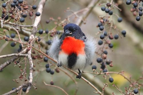 cool-critters: Mistletoebird (Dicaeum hirundinaceum)The mistletoebird is a species of flowerpecker n