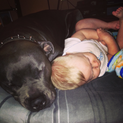 My Boys Lol I Post This Picture When People Talk Bad About Pitbulls My Kids Pull