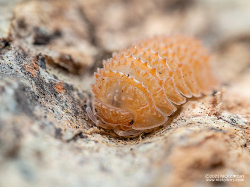 onenicebugperday: Isopod Portraits by Nicky Bay // Website // FacebookPhotos shared with permission;