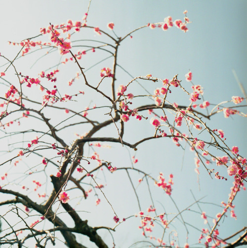 plum blossom