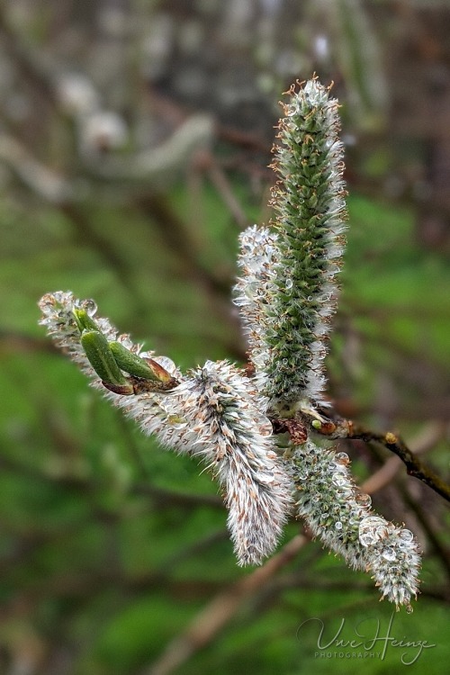 willow catkins &hellip; | uwhe-arts