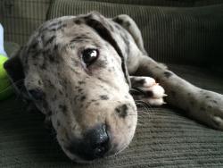 handsomedogs:  my family just rescued this beautiful merle dane pup. ten weeks old, 20lbs. and his name is tom sawyer. 