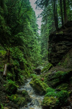 vhord:  sublim-ature:  Pucks Glen, ScotlandOri C  strictly nature