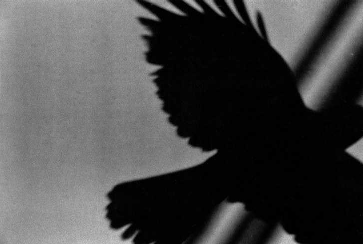 socialpsychopathblr:Karasu – Solitude Of Ravens, by Masahisa Fukase.Karasu is