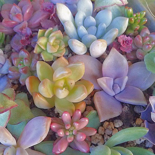 osita-mimi:  Lindos colores de succulents porn pictures