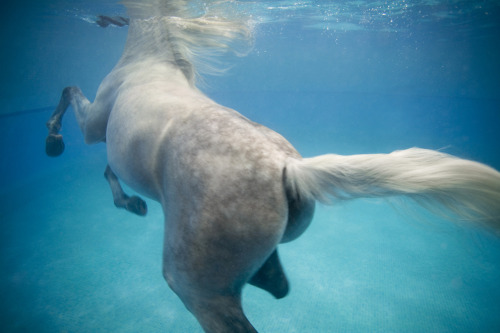 oh man, horses swimming is an awesome thing. And photos of them underwater are surreal <3