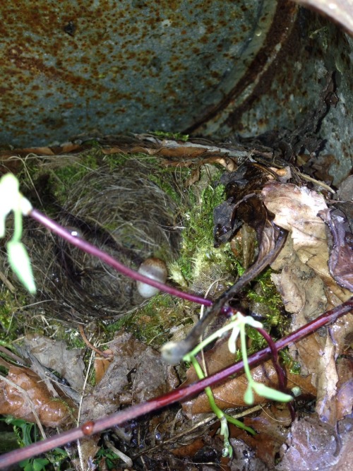 Robins nest in an old milk churn planter, first egg! Watering will be interesting now.