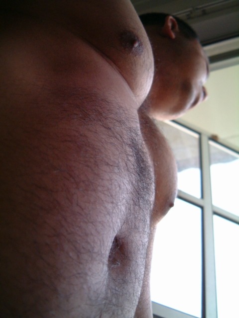 Asia bear