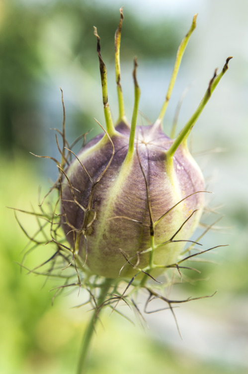 pragmaculture:Love-in-a-mist (Nigella damascena) seed pods 