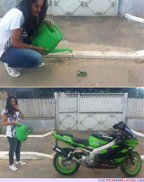 PICA NÃO RELATADA
